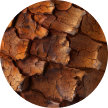 Cedar