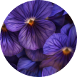Violet flavored bourbon